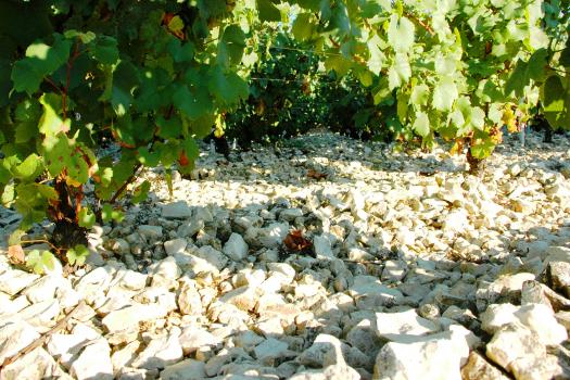 Moreau Chablis winery